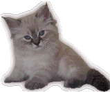 Click to see more pictures of Suki and the rest of the gang